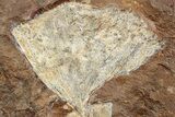 Two Fossil Ginkgo Leaves From North Dakota - Paleocene #234586-2